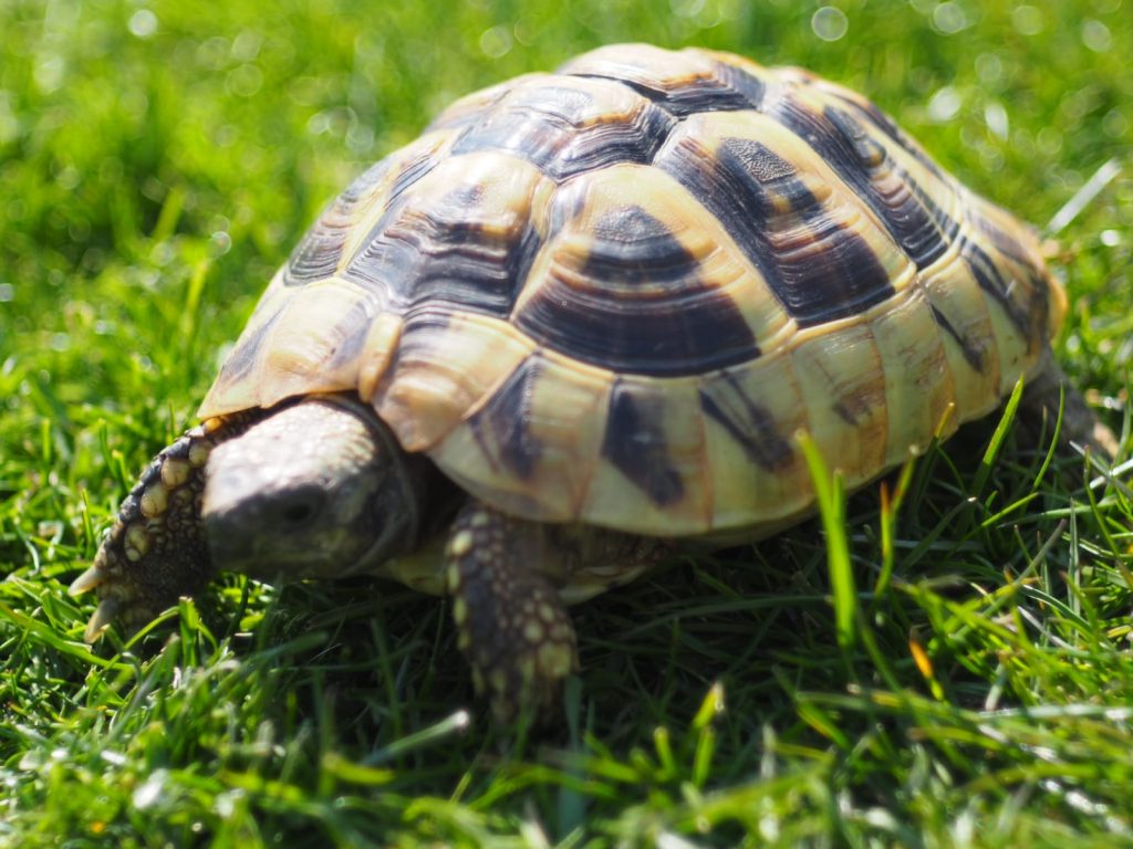 Großaufnahme von der Schildkröte "Sissy"