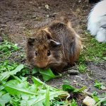 Hermine unser kleinstes Meerschweinchen, leider diese Jahr verstorben