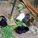 5 Meerschweinchen beim Futtern