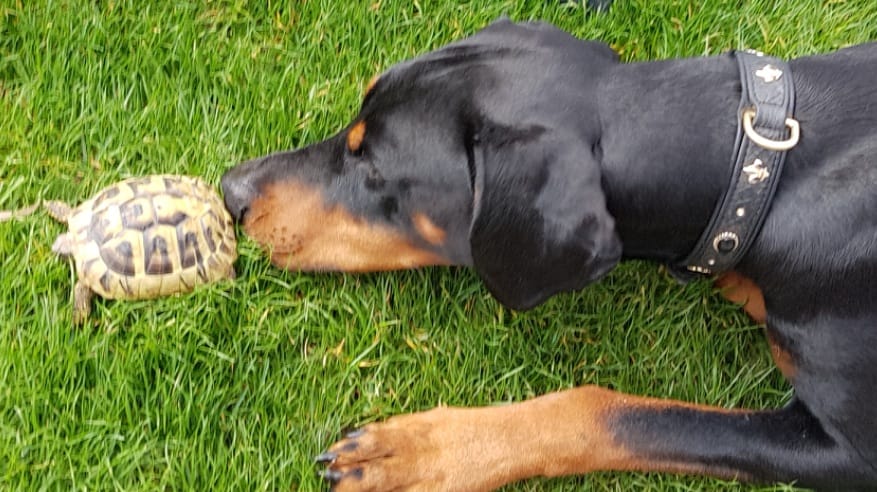 Dobermann Spoki spielt mit seinem Freund der Schildkröte im Garten
