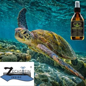 Greenturtle mit Zechstein Logo
