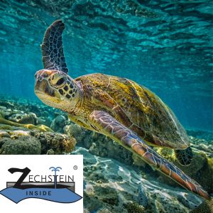 Greenturtle mit Zechstein Logo